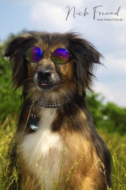 Hund mit Brille in Nürnberg Fürth Burgfarrnbach