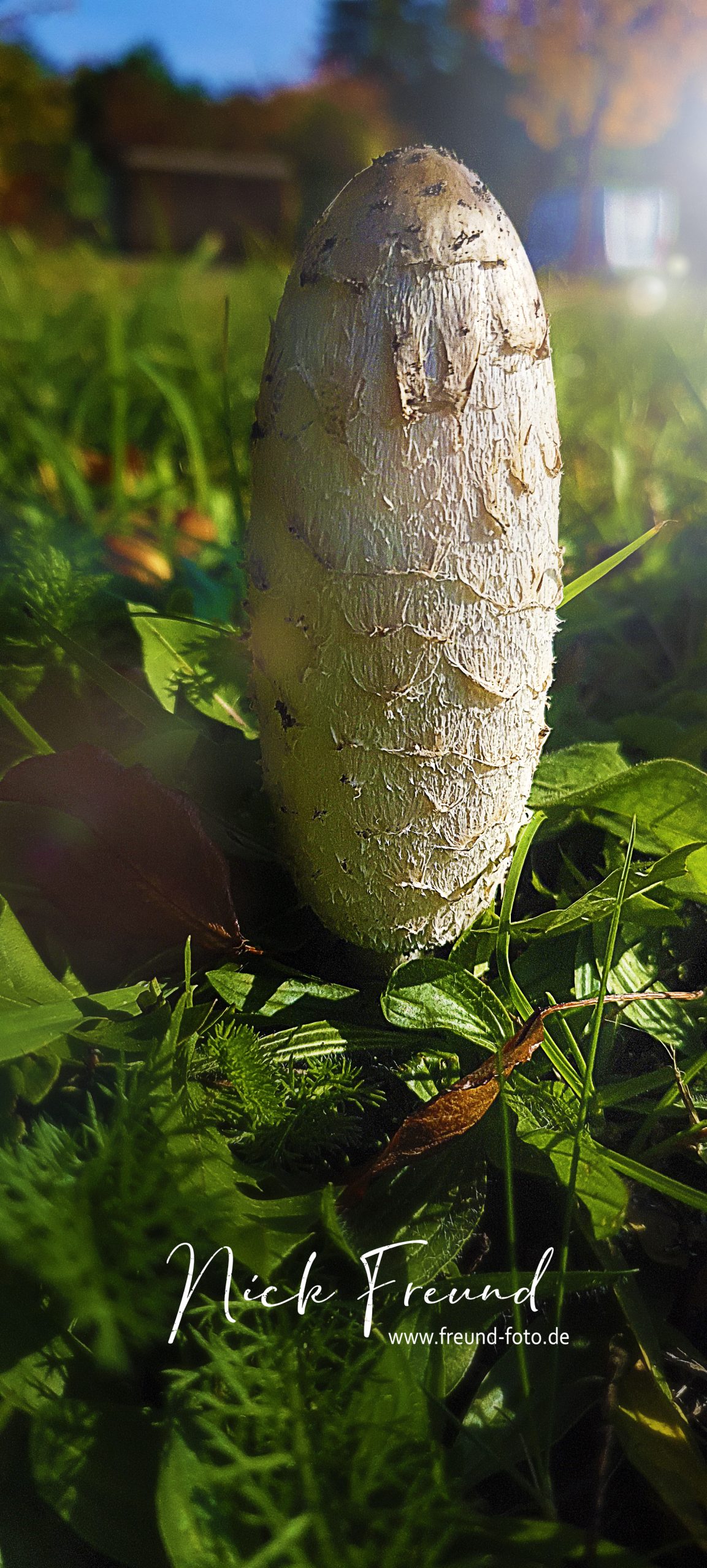 Handy Foto Natur in Stein