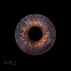 Iris mit Bildbearbeitung