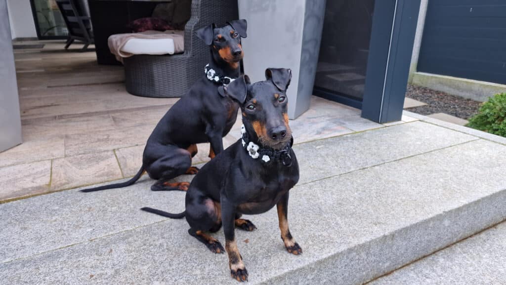 Manchester Terrier Zucht Schwabach