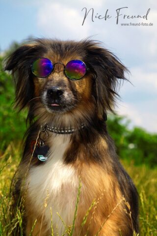 Hunde Fotograf Fürth tier hunde fotograf fuerth