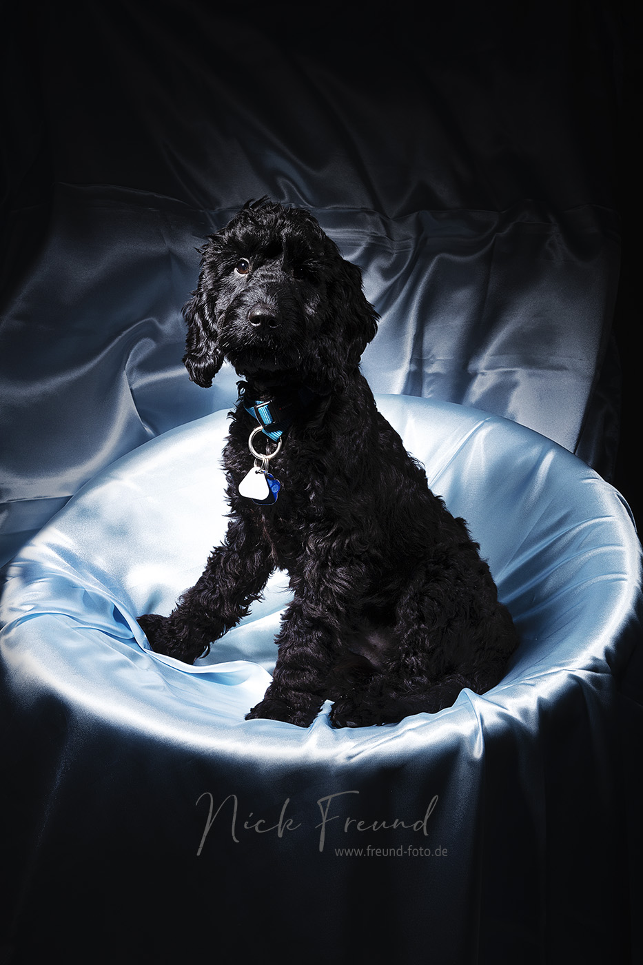 Schwarze Hund auf blauem Satin im Fotostudio